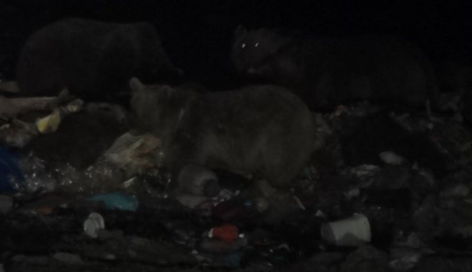 Havanın değişimi ayıların uyku düzenini bozdu