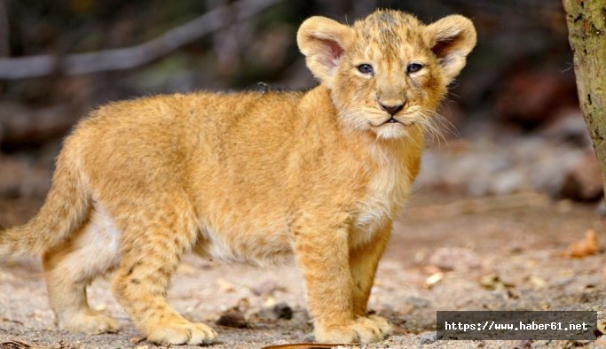 Kaçakçıların kamyonetinden aslan yavrusu çıktı 