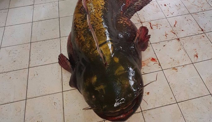 Balıkçıların nasibi dev yayın balığı!