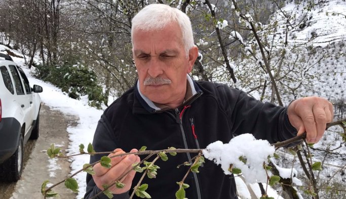 Ezber bozan açıklama: Her kar yağdığında fındıkta don olmaz