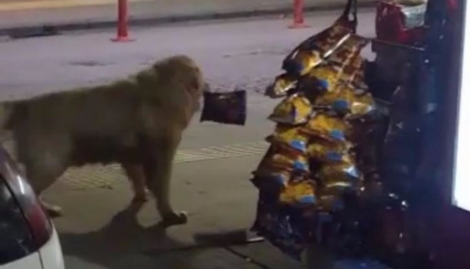 Cips tutkunu köpek bakkaldan cipsi işte böyle aşırdı