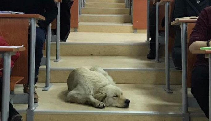 Öğrenciler, ıslanan köpekle birlikte ders yaptılar