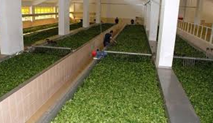 ÇAYKUR’da o işçilere müjde