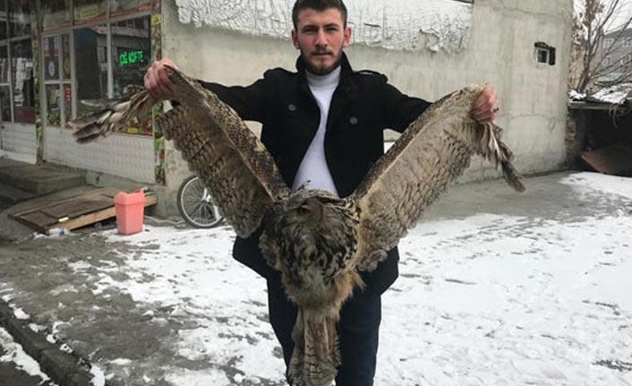 Yaralı baykuş için seferber oldular