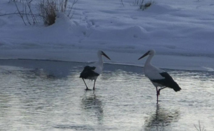 Göç edemeyen leylek gecelerini köy ahırında geçiriyor