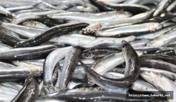 Trabzon'da hamsi fiyatları borsa gibi... Birden düştü
