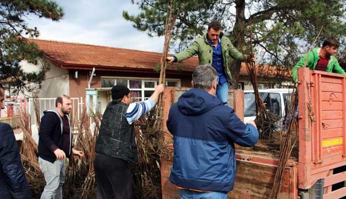 Trabzon Hurması, kivi ile yarışacak