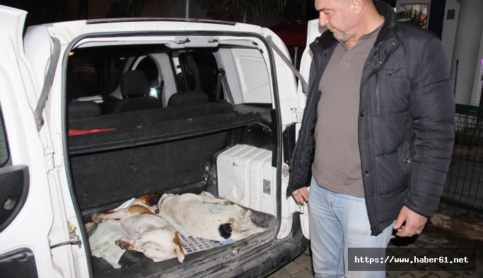Bodrumda köpek katliamı!