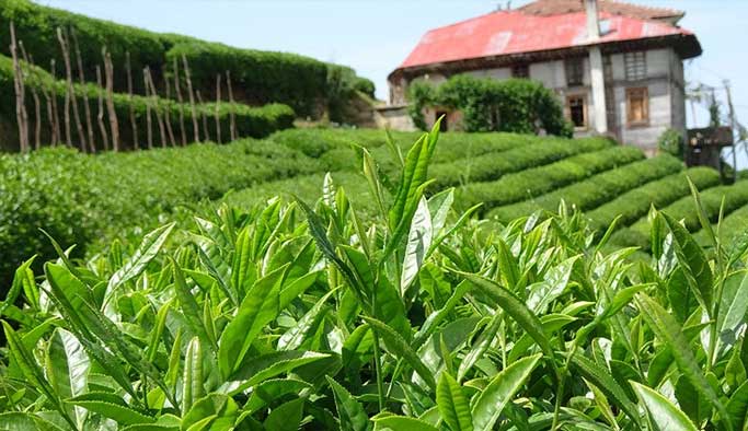 Çay ihracatında büyük artış