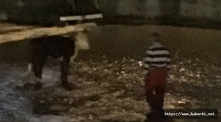 Trabzon'da düve dereye düştü