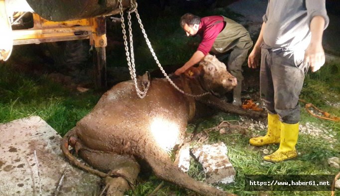 Hamile inek foseptik çukuruna düştü