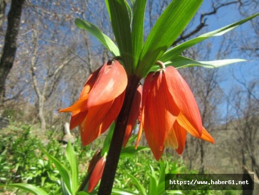 Baharın müjdecisi ters laleler açtı 