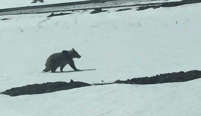 Aç kalan yavru boz ayı ilçeye indi 