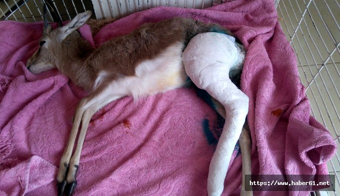 Bacağı kırılan yavru ceylana platin takıldı