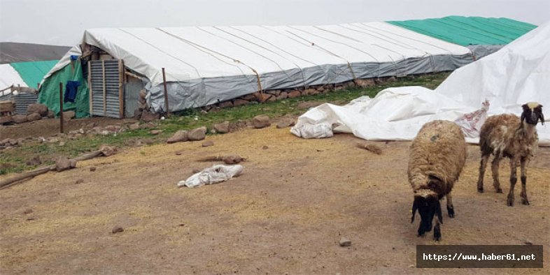 Ahıra giren kedi koyunları telef etti!