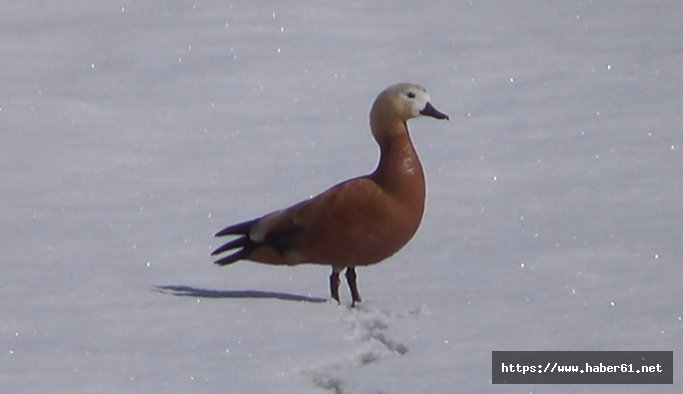 Bahar geldi, Angut kuşları ortaya çıktı
