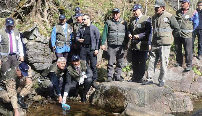 Giresun'da 80 bin yavru alabalık dereye salındı