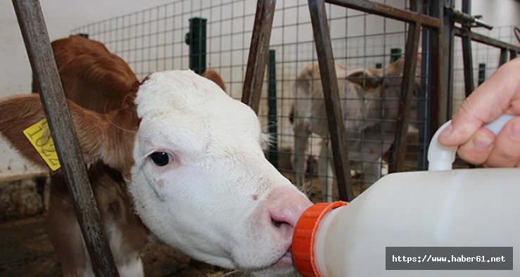 Buzağıları ağır sütünden sakın ayırmayın