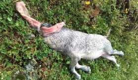 Görenler korktu! Başsız oğlak şok etti