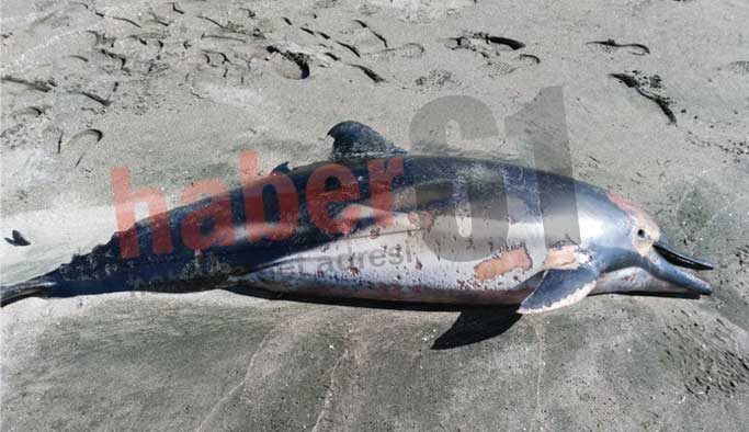 Trabzon'da ölü yunuslar sahile vurdu!