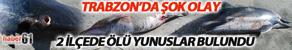 Trabzon'da bir şok daha! Başka sahilde ikinci ölü yunus vakası