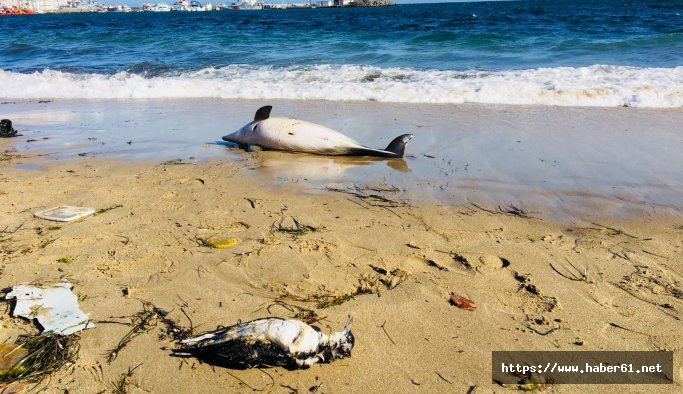 Bu kez Sinop'ta ölü yunuslar kıyıya vurdu 