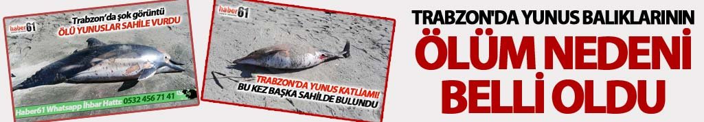 Trabzon'da yunus balıklarının ölüm nedeni belli oldu