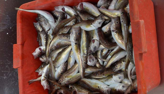 Trabzon'da bu balık el yakıyor: Tarihinin en yüksek fiyatı...