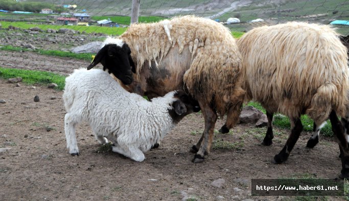 Vali ve Generalden fazla maaş veriyorlar, işçi bulamıyorlar