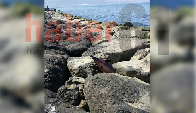 Trabzon'da 1 haftada 3. olay! Yunus balığı karaya vurdu