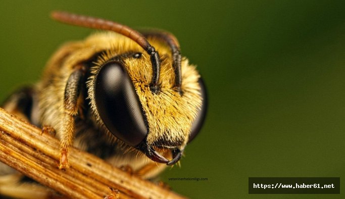 Arının soktuğu kişi öldü 