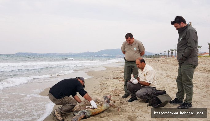 Boğazlarına olta takılan 2 deniz kaplumbağası telef oldu