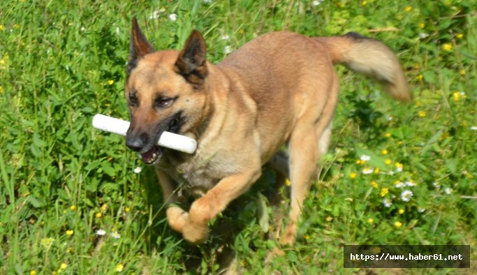 Narkotik köpeği 'Mişa' Nazilli'ye atandı