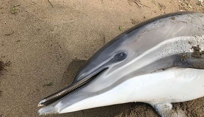 Yunuslar neden karaya vuruyor?