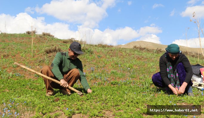 Dağdaki otları toplayıp, yemek ve otlu peynir yapıyorlar 