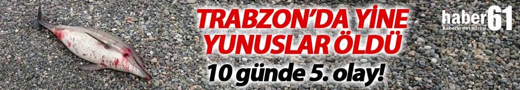 Trabzon'da yine yunus balıkları karaya vurdu