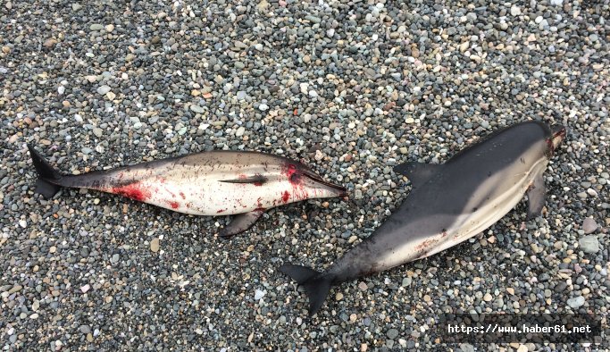 Karadeniz boyunca yunuslar ölüyor