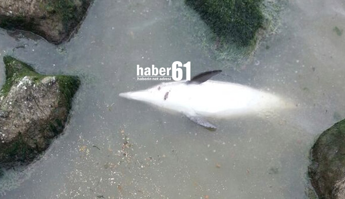 Trabzon'da yine yunus karaya vurdu