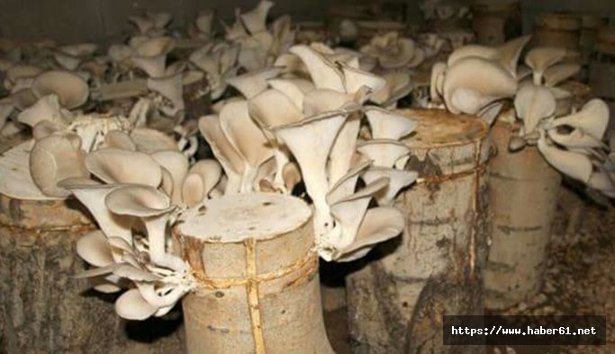 Öğrencilere istiridye mantarı eğitimi verildi