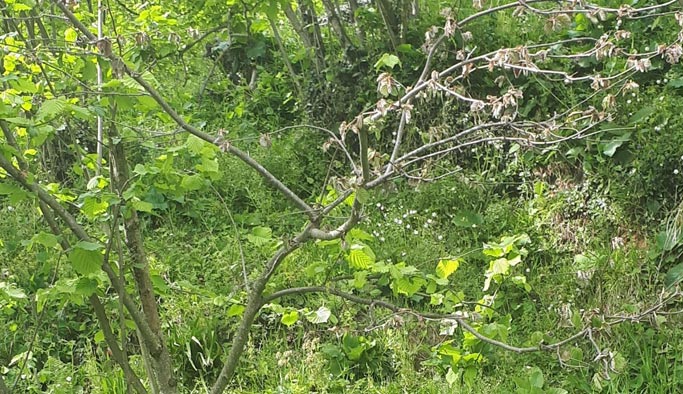 Fındıkta çölden gelen tehlike