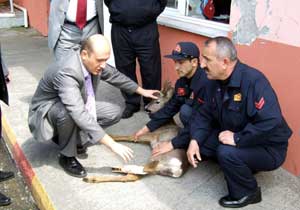 Yaralı ceylan tedavi edildi