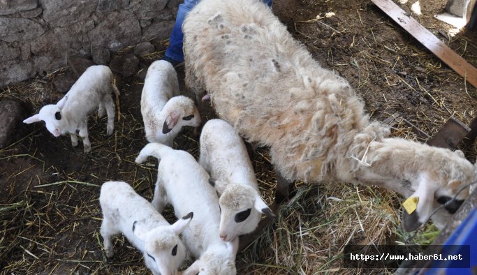 Beşiz doğuran koyun şaşırttı