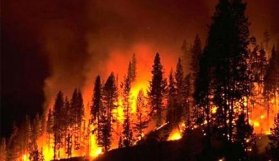 Büyük orman yangını