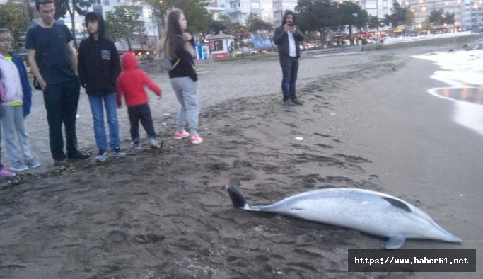 Yunusları, balıkçı ağları öldürüyor!
