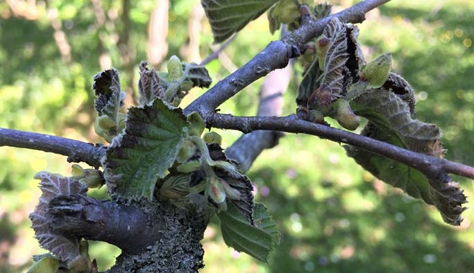 Dikkat! Fındıkta yeni tehlike...