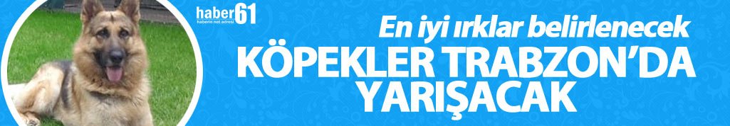 Trabzon'da köpek ırkı standartları yarışması düzenlenecek
