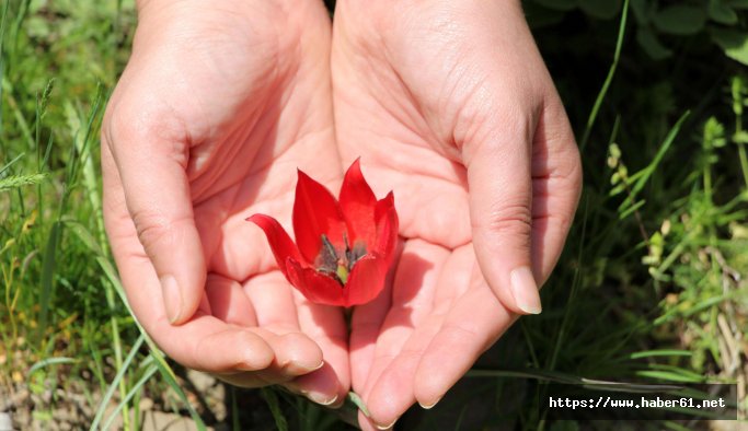 Manisa lalesini koparana 48 bin 625 lira ceza