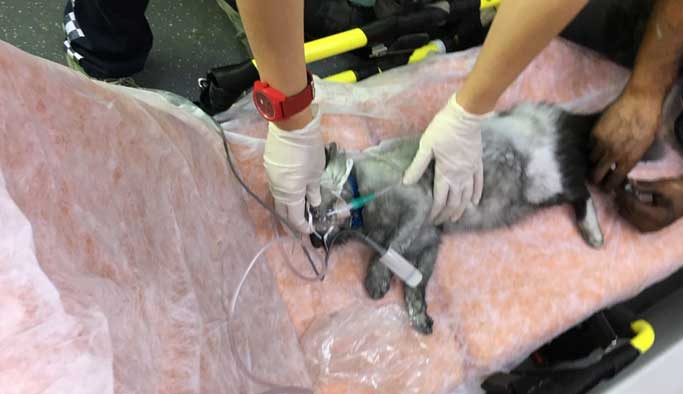 Yangında mahsur kalan kedi, kalp masajıyla kurtarıldı