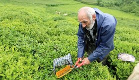 Çay ve fındık için gelen Gürcistanlı işçilere izin muafiyeti