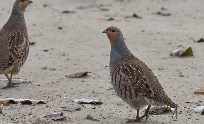 Doğaya keklik salındı